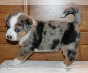 Texas Heeler Puppy for sale in HARRISON, AR, USA