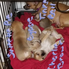 Chiweenie Puppy for sale in JONESBORO, GA, USA