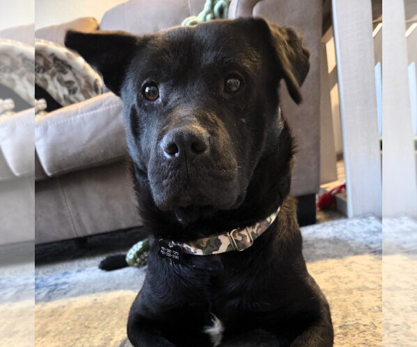Medium Photo #7 Labrador Retriever-Unknown Mix Puppy For Sale in Fargo, ND, USA