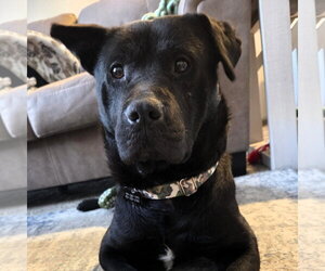 Hat Trick - Male Labrador Retriever-Unknown Mix Dog for Adoption - Photo #7