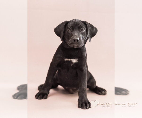 Medium Photo #1 Labrador Retriever-Unknown Mix Puppy For Sale in Greenville, SC, USA