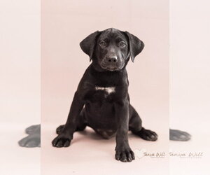 Labrador Retriever-Unknown Mix Dogs for adoption in Greenville, SC, USA
