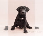 Small Labrador Retriever Mix