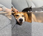Small #3 Beagle Mix