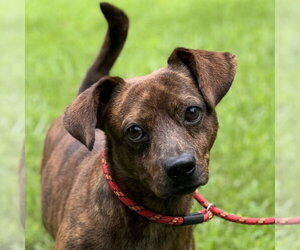 Dachshund Dogs for adoption in Yardley, PA, USA