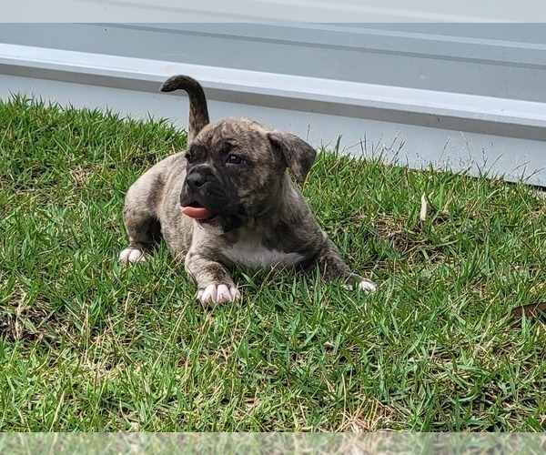 Medium Photo #2 American Bully Puppy For Sale in TRENTON, FL, USA