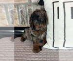 Small #1 Goldendoodle (Miniature)