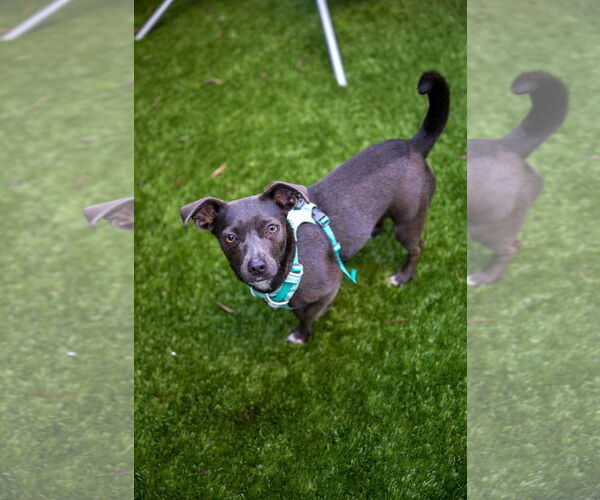 Medium Photo #8 Chiweenie Puppy For Sale in San Francisco, CA, USA