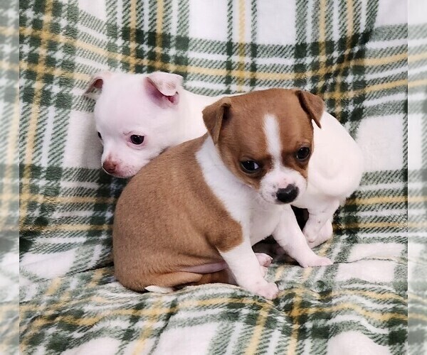 Medium Photo #6 Chihuahua Puppy For Sale in MOUNT AIRY, NC, USA