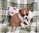 Small #5 Chihuahua