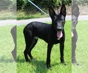 German Shepherd Dog-Unknown Mix Dogs for adoption in Prattville, AL, USA