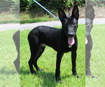 Small German Shepherd Dog Mix