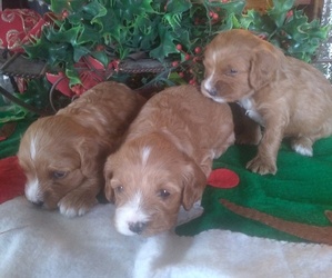 Cavapoo Puppy for sale in OVERBROOK, KS, USA