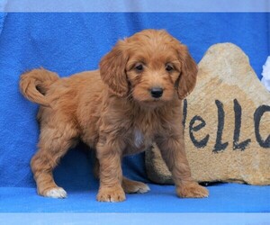 Medium Goldendoodle (Miniature)