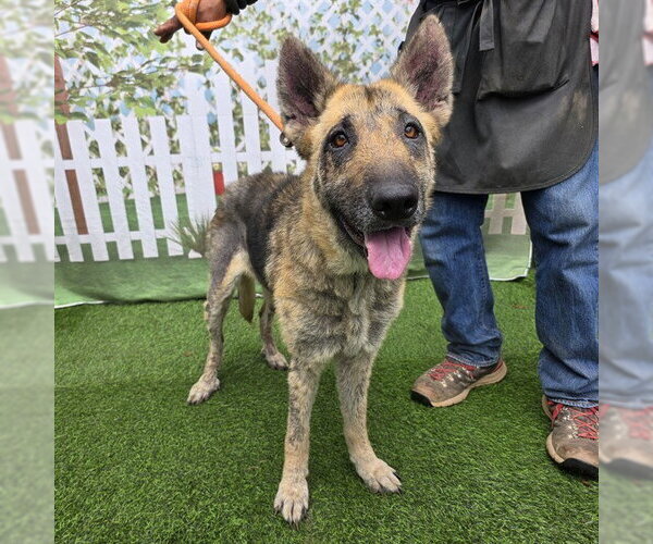 Medium Photo #1 German Shepherd Dog Puppy For Sale in Long Beach, CA, USA