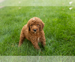 Small #26 Goldendoodle-Poodle (Miniature) Mix