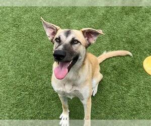 German Shepherd Dog-Unknown Mix Dogs for adoption in Orange, CA, USA
