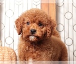 Small #2 Goldendoodle