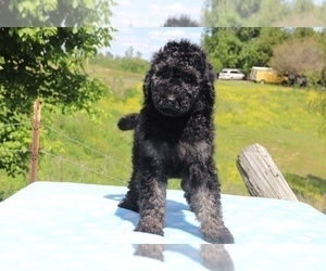 Goldendoodle Puppy for sale in UNION CITY, TN, USA