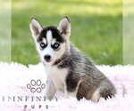 Small #3 Pomsky