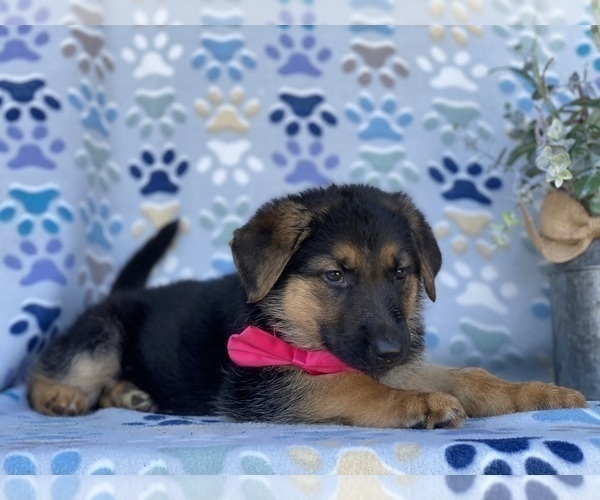 Medium Photo #2 German Shepherd Dog Puppy For Sale in LANCASTER, PA, USA