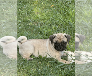 Pug Puppy for sale in RIALTO, CA, USA