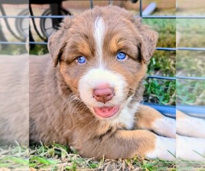 Australian Shepherd Puppy for sale in SOUTH HILL, VA, USA