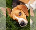 Small #2 Beagle