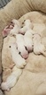 Small Photo #11 Bull Terrier Puppy For Sale in JACKSON, MI, USA