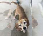 Small Beagle Mix