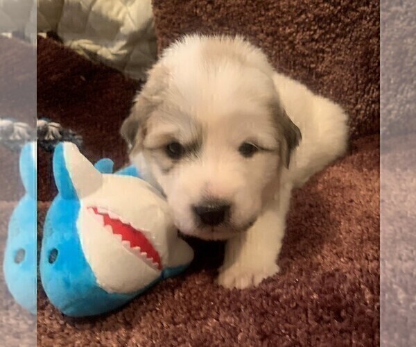 Medium Photo #9 Great Pyrenees Puppy For Sale in MOUNT AIRY, NC, USA