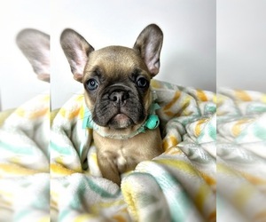 French Bulldog Puppy for sale in OJAI, CA, USA