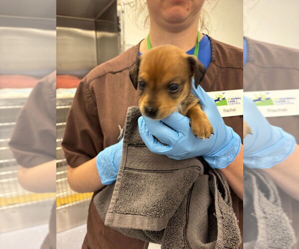 Medium Photo #2 Chiweenie Puppy For Sale in Pacifica, CA, USA