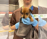 Small #1 Chiweenie
