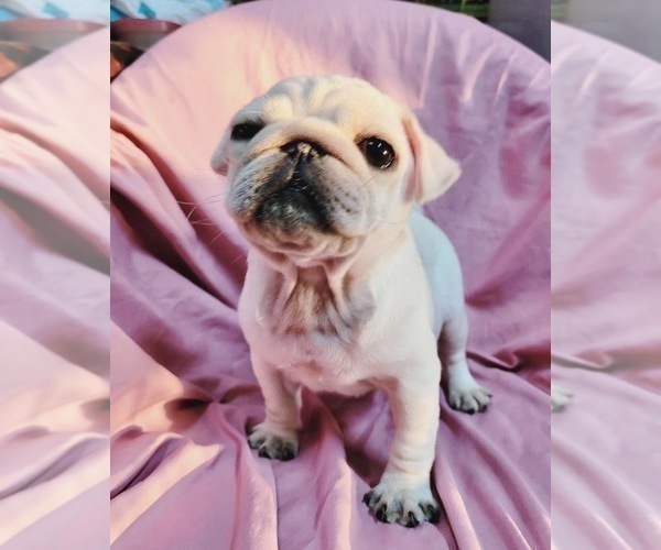 Medium Photo #1 Pug Puppy For Sale in ASTORIA, NY, USA
