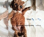 Small Photo #62 Goldendoodle (Miniature) Puppy For Sale in GASTONIA, NC, USA