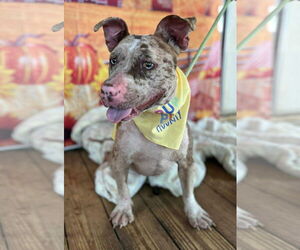 American Pit Bull Terrier Dogs for adoption in Hillsboro, NH, USA