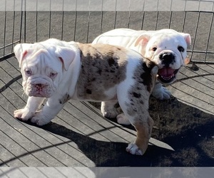 Medium English Bulldog