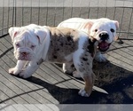 Puppy 1 English Bulldog