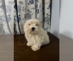 Small #38 Havanese