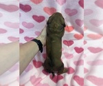 Small Photo #2 Dachshund Puppy For Sale in ASHLAND, NE, USA