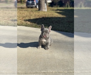 French Bulldog Puppy for Sale in DALLAS, Texas USA