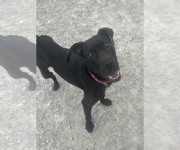 Medium Photo #1 Labrador Retriever-Unknown Mix Puppy For Sale in Evansville, IN, USA