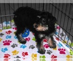 Small #4 Schnoodle (Miniature)