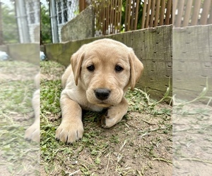 Golden Labrador Puppy for Sale in HIGH POINT, North Carolina USA