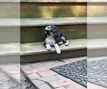 Small #3 Beagle Mix