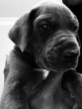 Medium Photo #1 Great Dane Puppy For Sale in VALRICO, FL, USA