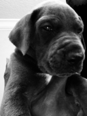 Great Dane Puppy for sale in VALRICO, FL, USA
