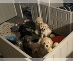 Small Photo #1 Labradoodle Puppy For Sale in VICTORIA, TX, USA