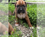 Puppy Enzo Boxer